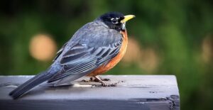 bird strike prevention - Dean's Window Cleaning